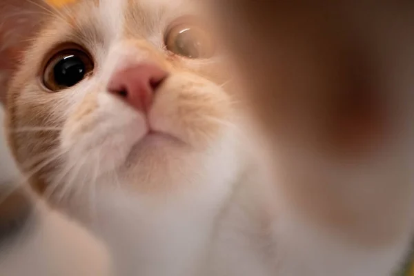 Close Stray Kitten Animal Shelter Cute Big Eyes Touching Camera — Stock Photo, Image