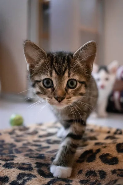 Close Cute Curious Rescue Kitten Kill Animal Shelter — Stock Photo, Image