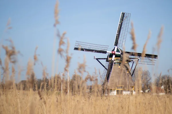 Hollanda 'nın geleneksel yel değirmeni (De Schaapweimolen, Rijswijk)