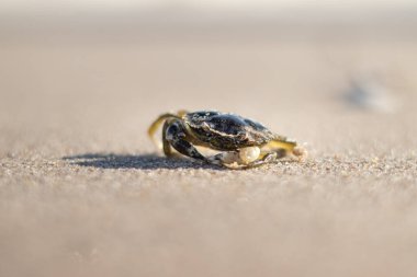 Güneşli bir günde Hollanda kıyılarında yürüyen Yengeç - Kijkduin, Lahey, Hollanda