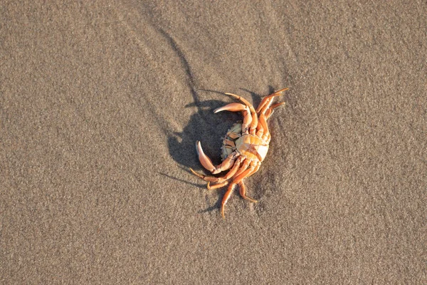 Een Overleden Krab Het Zand Aan Nederlandse Kust Kijkduin Den — Stockfoto