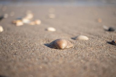 Güneşli bir günde Hollanda kıyılarında top mermileri (Kijkduin, Lahey, Hollanda)