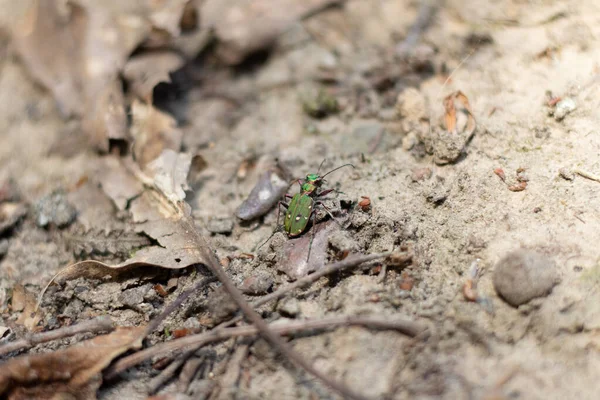 Een Groene Tijgerkever Een Zandpad Met Enkele Twijgjes Veluwe Nederland — Stockfoto