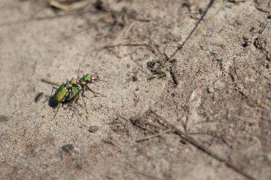 Two mating green tiger beetles on a sandy surface, (Veluwe, The Netherlands) clipart
