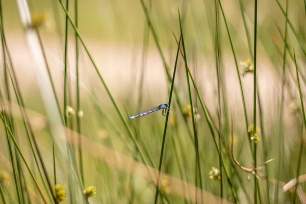 Une Demoiselle Azur Reposant Sur Une Plante Herbacée Veluwe Pays — Photo