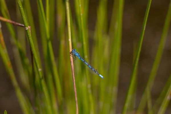 Eine Azurblaue Libelle Ruht Auf Einer Graspflanze Veluwe Niederlande — Stockfoto