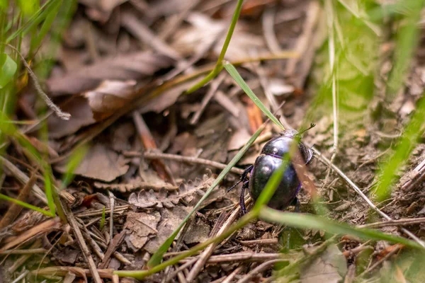 Single Dor Beetle Trypocopris Vernalis Walking Ground Surrounded Grass Twigs — Stock Photo, Image