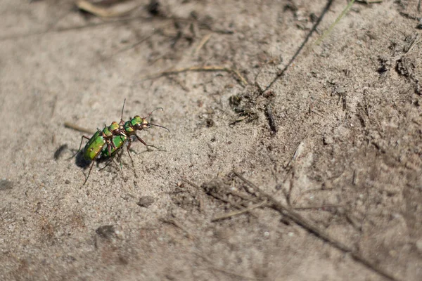 Zwei Sich Paarende Grüne Tigerkäfer Auf Einer Sandigen Oberfläche Veluwe — Stockfoto