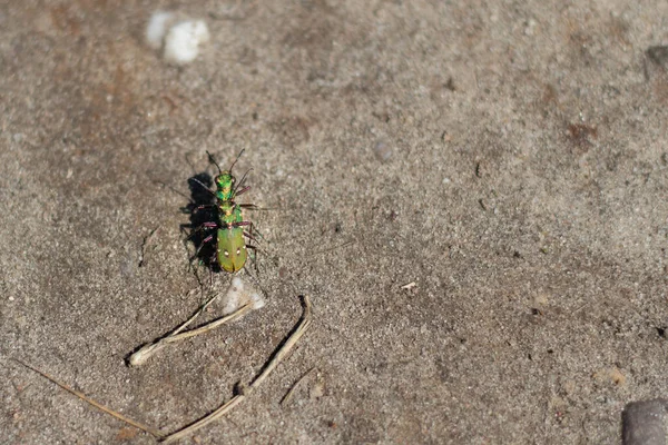 緑の虎の甲虫を砂の表面に2匹交配する ベルー オランダ — ストック写真