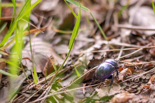 Seul Doryphore Trypocopris Vernalis Marche Sur Sol Entouré Herbe Brindilles — Photo