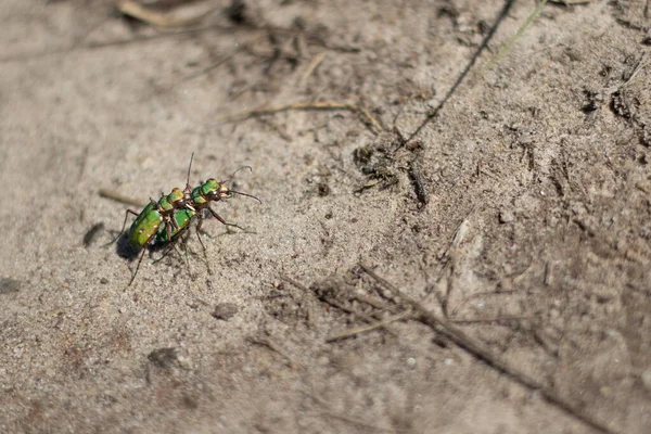 Deux Coléoptères Verts Accouplés Sur Une Surface Sablonneuse Veluwe Pays — Photo