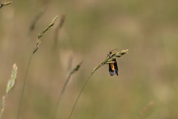 オレンジと黒の蛾がいくつかの草の上に眠っています — ストック写真