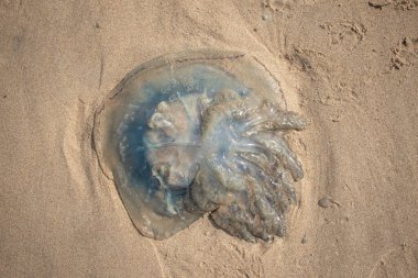 Hollanda kıyılarında büyük bir deniz anası (Kijkduin, Lahey, Hollanda)