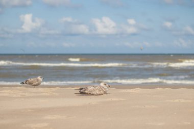 Hollanda kıyısı boyunca dinlenen Avrupa ringa martıları (Kijkduin, Lahey, Hollanda)