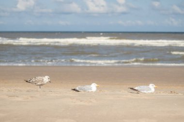 Hollanda kıyısı boyunca dinlenen Avrupa ringa martıları (Kijkduin, Lahey, Hollanda)