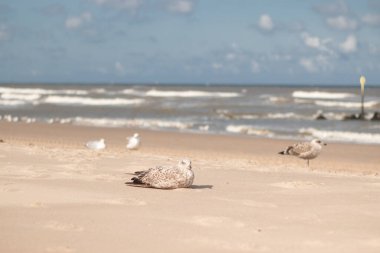 Hollanda kıyısı boyunca dinlenen Avrupa ringa martıları (Kijkduin, Lahey, Hollanda)