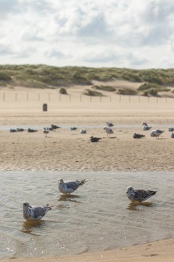 Hollanda kıyısı boyunca dinlenen Avrupa ringa martıları (Kijkduin, Lahey, Hollanda)