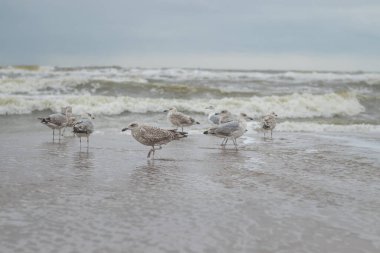 Hollanda kıyı şeridi boyunca durup yiyecek arayan Avrupa ringa martıları (Kijkduin, Lahey, Hollanda)