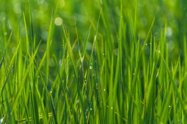 Yeşil çeltik tarlasına çiy damlıyor