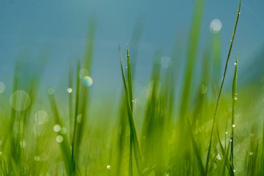 Yeşil çeltik tarlasına çiy damlıyor