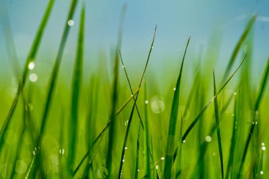 Yeşil çeltik tarlasına çiy damlıyor