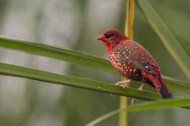 Kırmızı Avadava Erkek, görüntüyü kapat