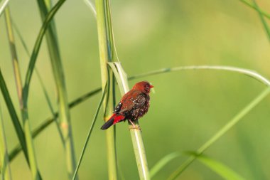 Bir dalda kırmızı avadavat (çilek ispinozu)