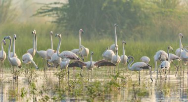 Suda güzel beyaz flamingolar 