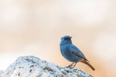 Tesisatlı su kayanın üzerindeki kızıl uçlu kuş.