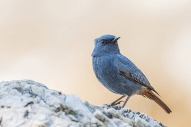 Tesisatlı su kayanın üzerindeki kızıl uçlu kuş.