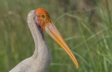 Boyalı leylek kuşuna yaklaş