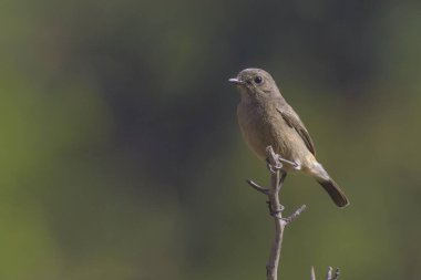 Ağacın dalında bir kuş