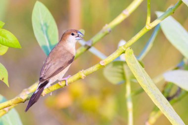 Bir kuşun yakın plan çekimi.