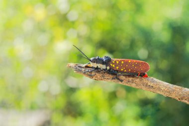 Böceğe yakın, seçici odaklanma