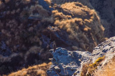 Dağlardaki güzel bir kuşun yakın çekimi.