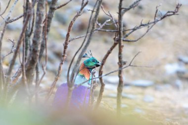 Ormandaki güzel kuş