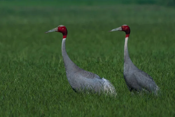 Sarus Para Zielonym Polu — Zdjęcie stockowe