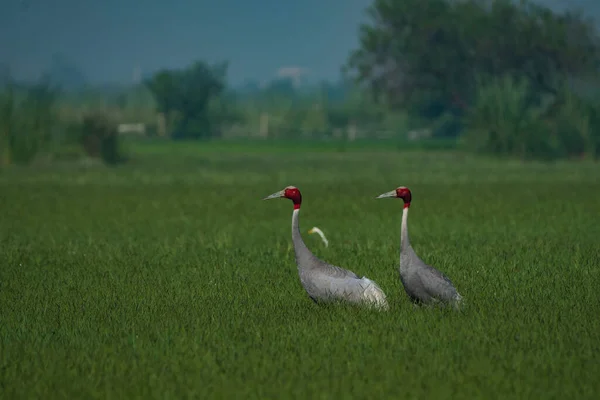 Sarus Para Zielonym Polu — Zdjęcie stockowe