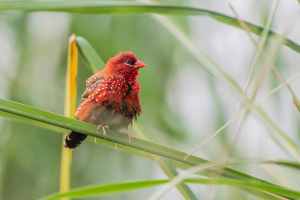 Rosso Avadava Maschio Vista Vicino — Foto Stock