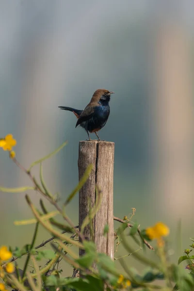 Uccello Pettirosso Indiano Delhi — Foto Stock