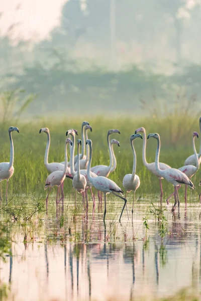 Beautiful White Flamingos Water — Stock Photo, Image