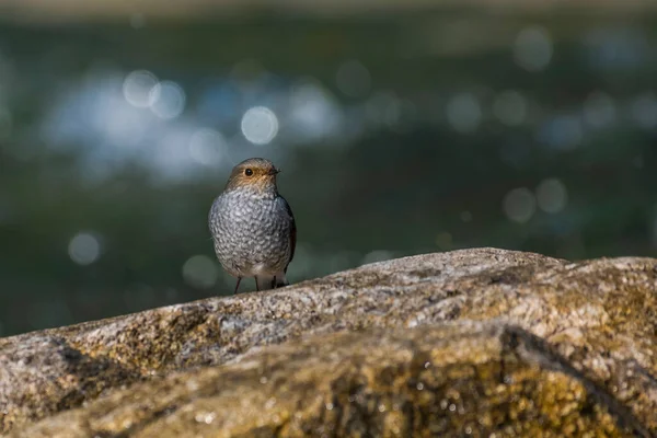 Primo Piano Bellissimo Uccello — Foto Stock