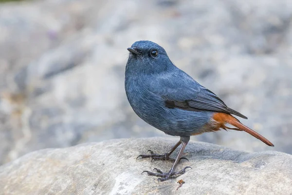 Loodgieter Water Roodharige Vogel Een Rots — Stockfoto