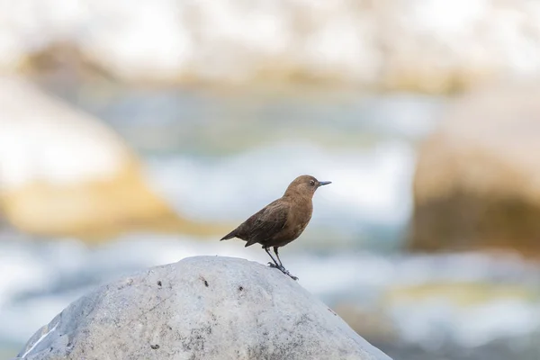 Een Close Shot Van Een Mooie Vogel — Stockfoto