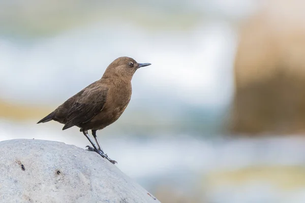 Een Close Shot Van Een Mooie Vogel — Stockfoto