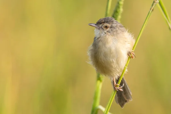 Uccello Ramo Albero — Foto Stock