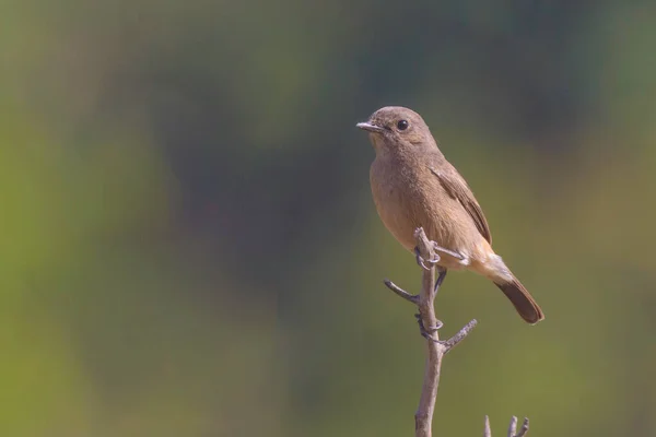 Oiseau Sur Une Branche Arbre — Photo