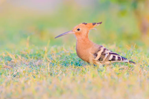 Schöner Vogel Der Natur — Stockfoto