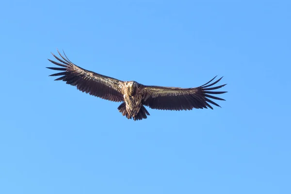 Himalaya Griffon Vulture Chopta Uttarakhand India — Stockfoto