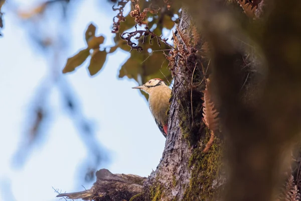 Ağaçtaki Bir Kuş — Stok fotoğraf